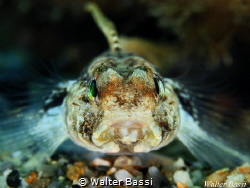 What do you want? by Walter Bassi 